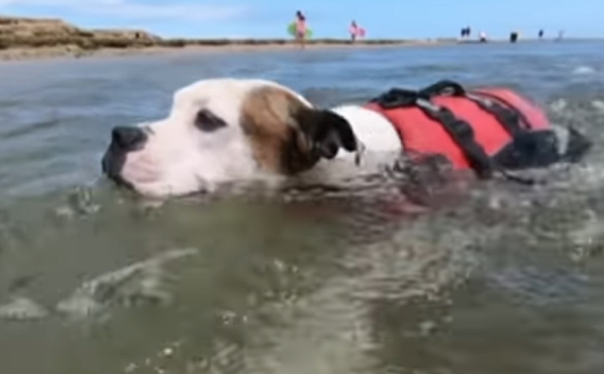 Un chien saute  l'eau sans hsiter pour sauver un jeune garon de la noyade