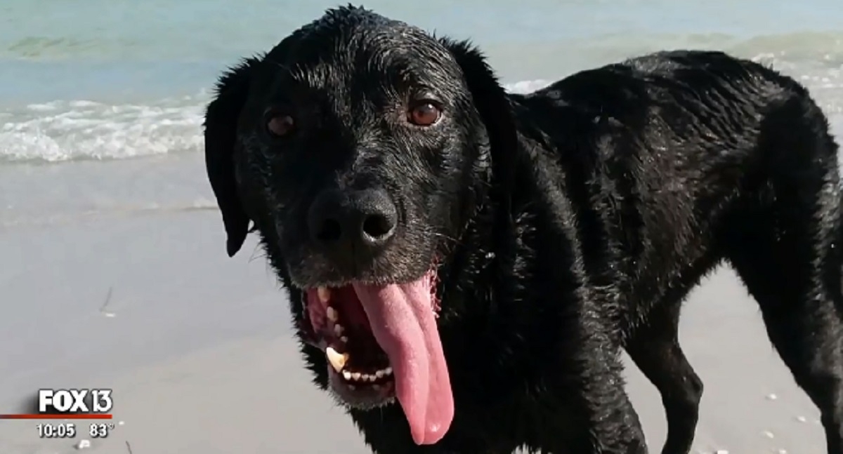 Une simple baignade dans la mer pourrait tre mortelle pour votre chien, le saviez-vous?