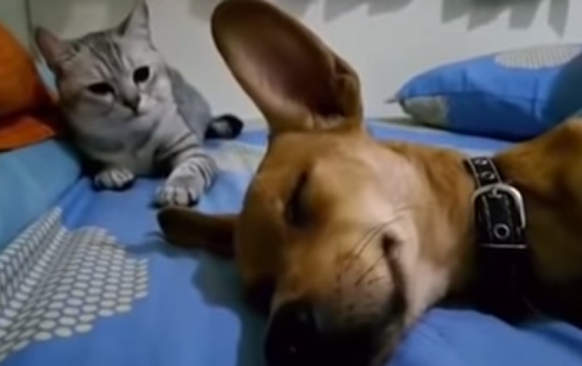 Raction hilarante d'un chat suite au pet du chien qui dort