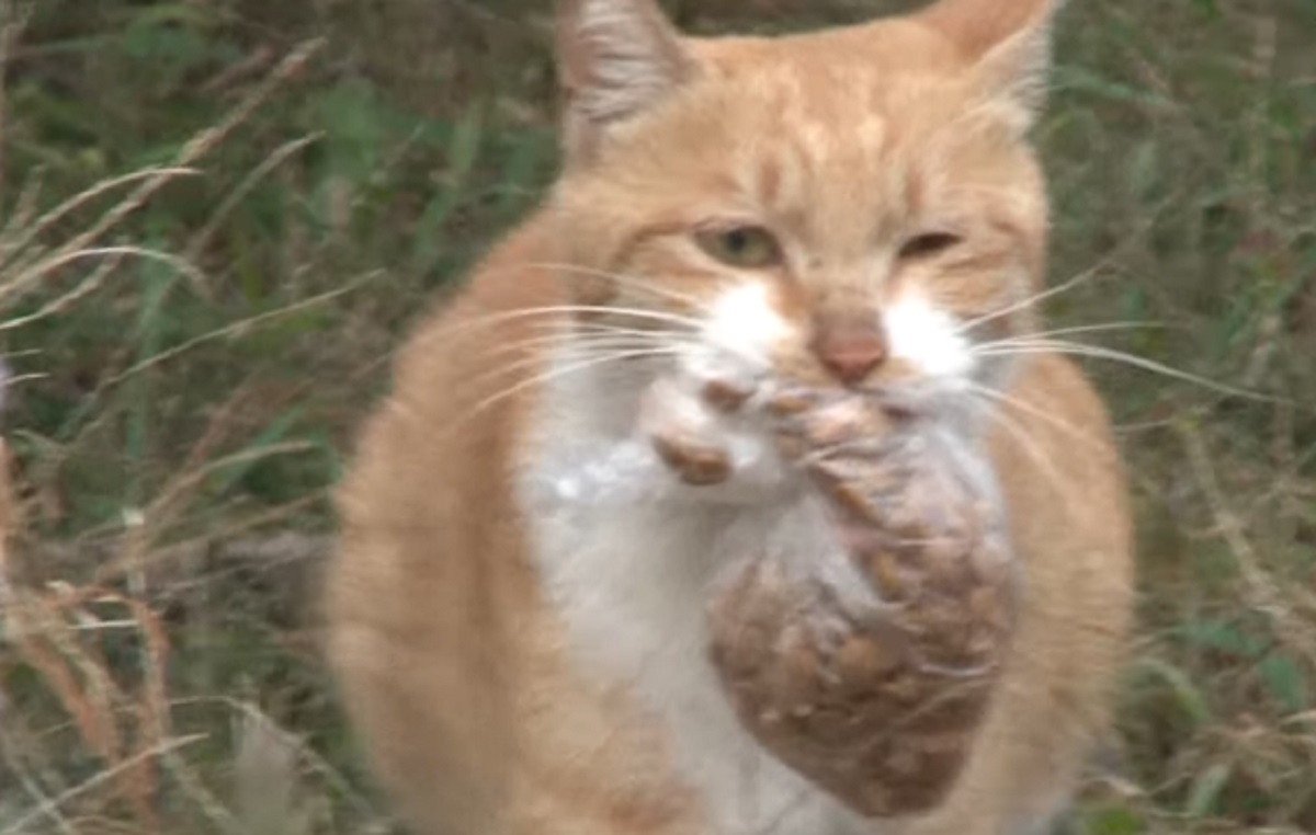 Un chat refuse de manger si sa nourriture n'est pas dans un sac