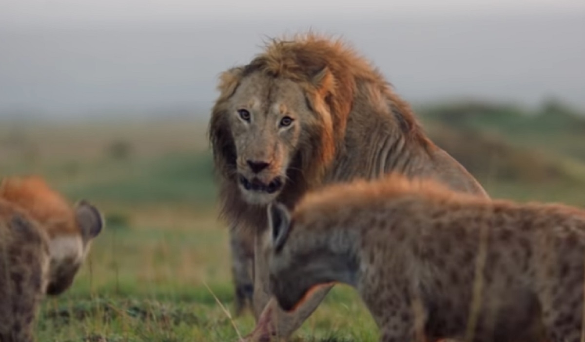 Ce lion qui se croyait pris au pige par des hynes est finalement secouru par un autre lion