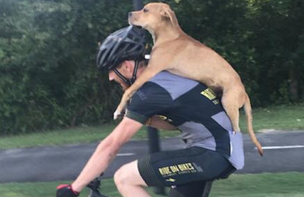 Un cycliste vient en aide  un chien bless en le portant sur son dos pendant 11 kilomtres