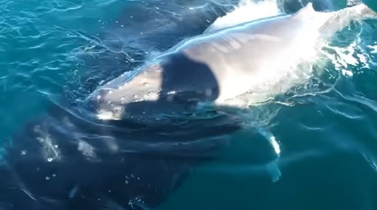 Des dauphins protgent un bb baleine et sa maman
