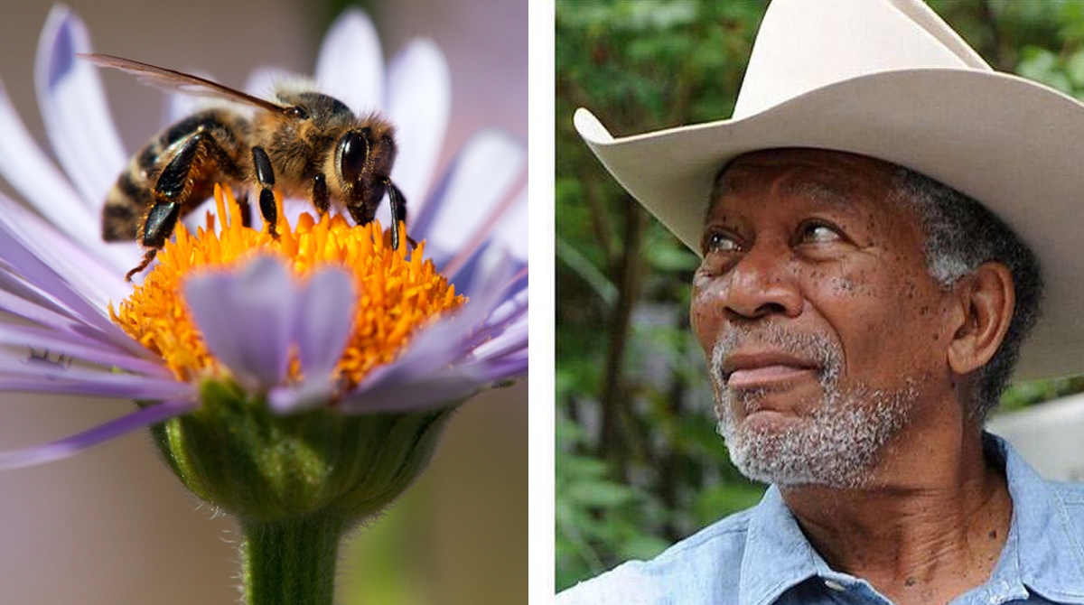 L'acteur Morgan Freeman veut sauver les abeilles et transforme son ranch en sanctuaire