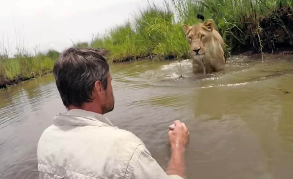 Un homme qui sauve une lionne alors qu'elle est toute jeune russi  l'approcher 7 ans plus tard