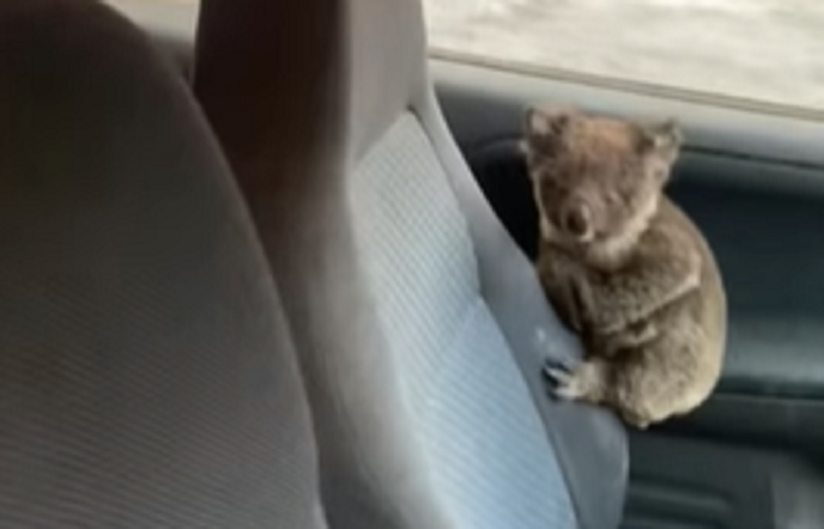 Deux adolescents courageux bravent le feu pour sauver des koalas