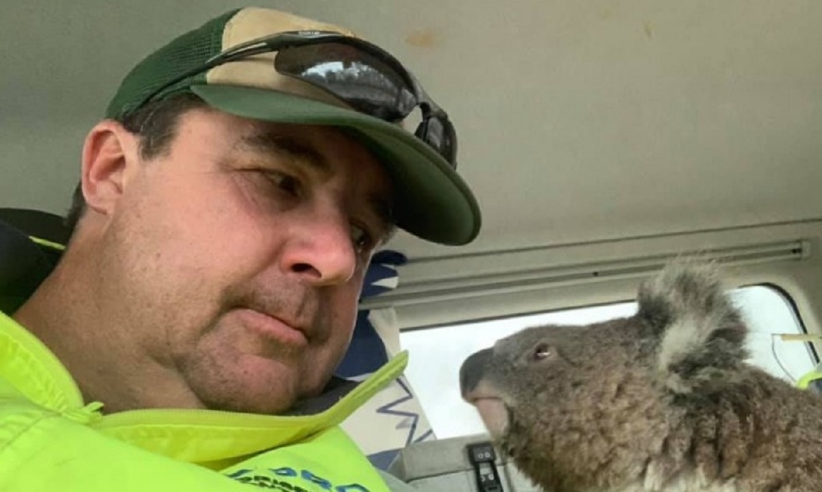 Un petit koala qui cherchait  se cacher des flammes est secouru par un homme courageux