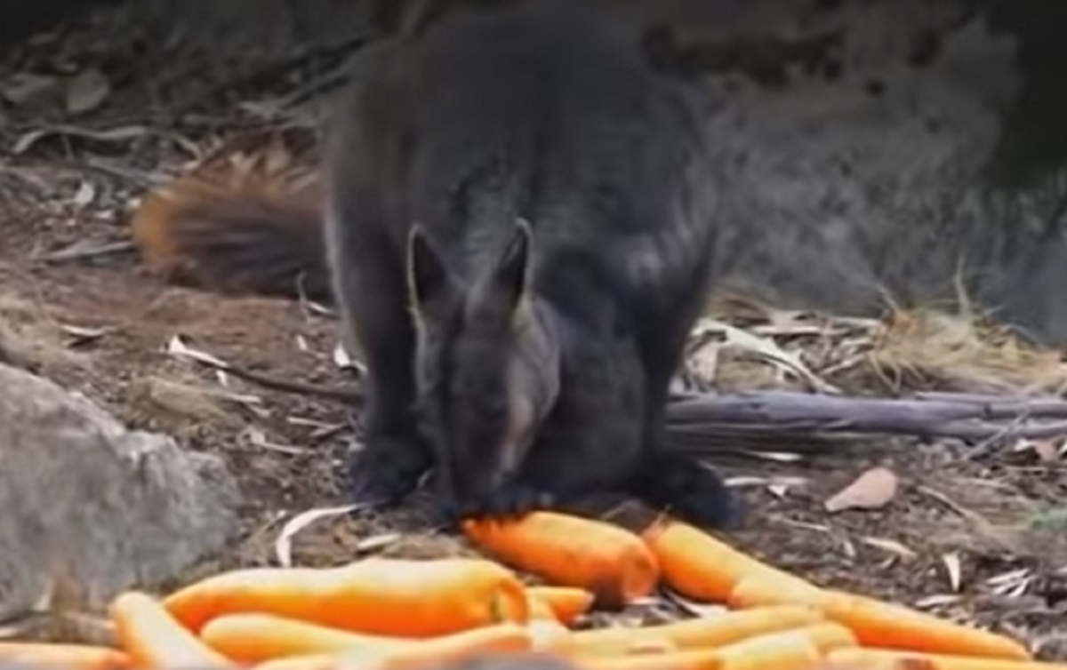 Des sauveteurs jettent des centaines de kilos de carottes du ciel en Australie