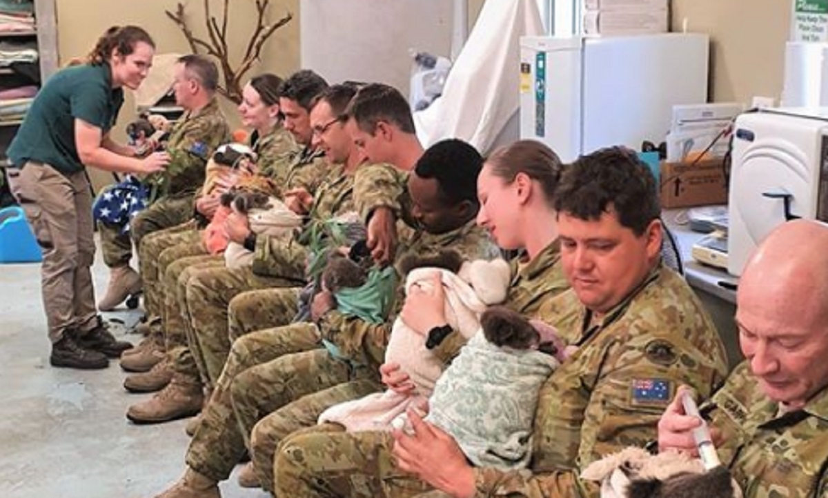 En Australie, les soldats utilisent leurs pauses pour prendre soin des koalas