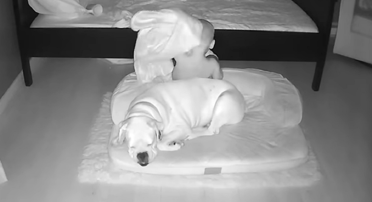 Une vido nous montre le bb qui se faufile hors de son lit pour aller dormir avec son chien