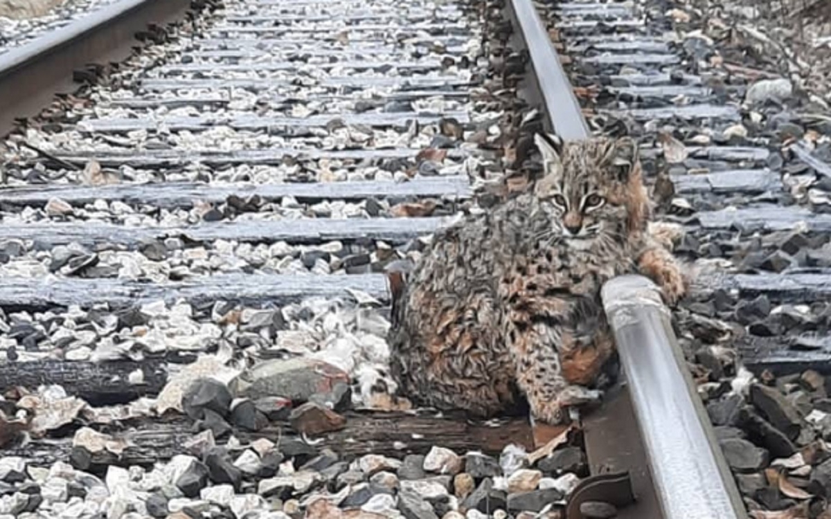 Un lynx est sauvé par un conducteur de train alors qu'il était collé aux rails à cause du froid