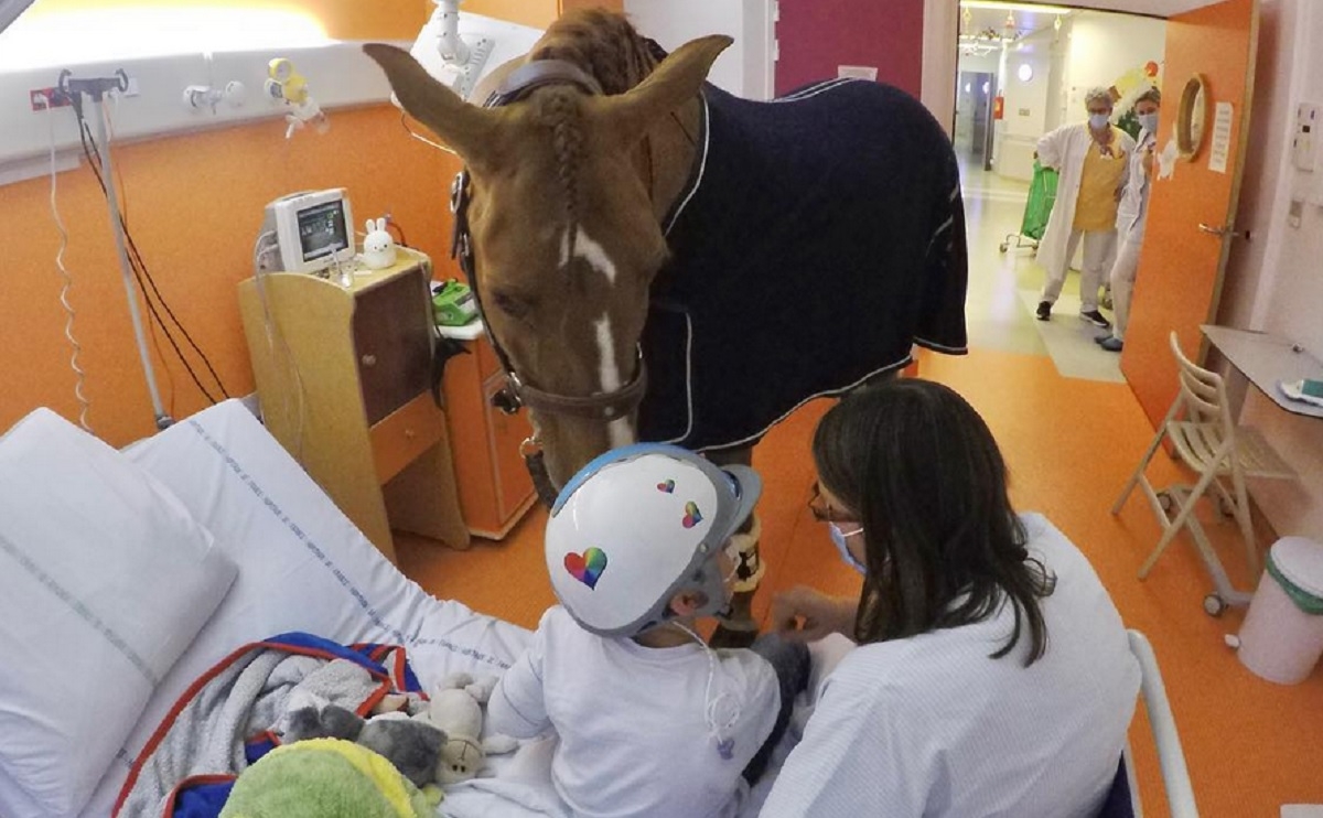 Un cheval vient en aide aux personnes en phases terminales de cancer
